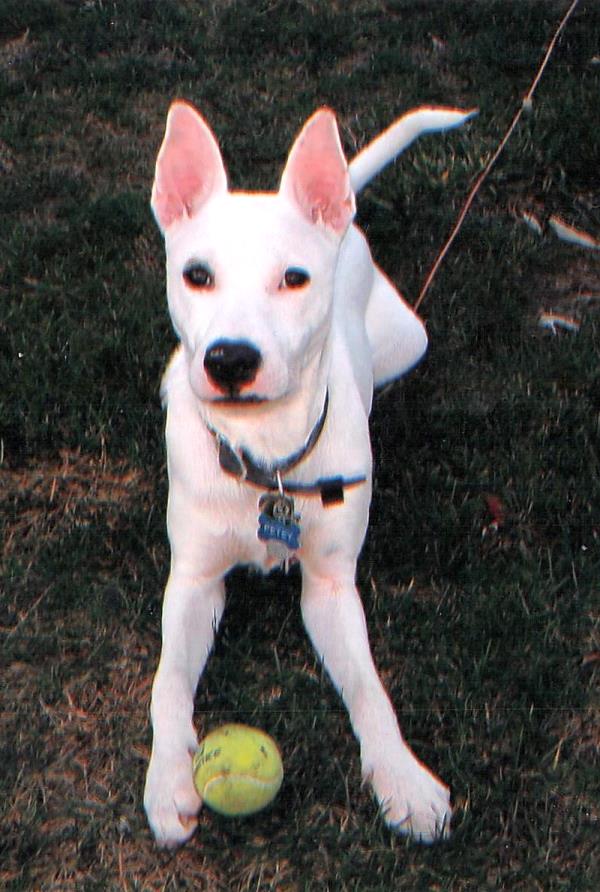 /images/uploads/griffin pond animal shelter/loveyourpet2018/entries/6604thumb.jpg